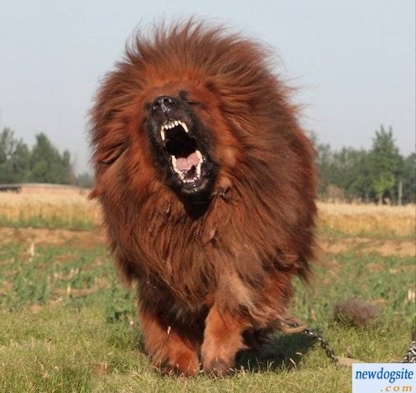 Red Tibetan Mastiff - PT. Artakrida Perkasa